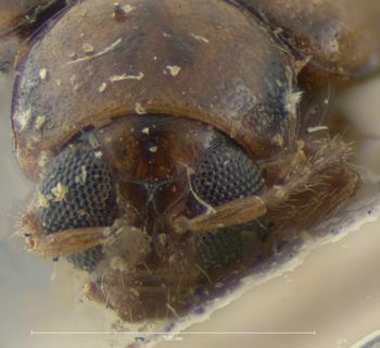 Media type: image; Entomology 18457   Aspect: head frontal view